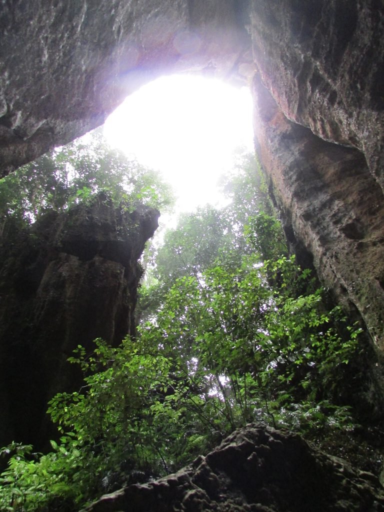 Abertura da gruta vista de dentro, com mata iluminada ao fundo