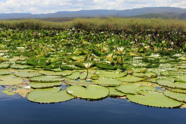 Lagoa coberta de folhas de ninfeia com flores brancas e serra ao fundo