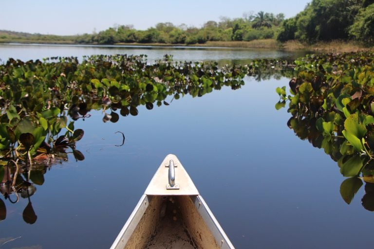 Proa de canoa avançando por canal entre plantas aquáticas